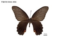 藏品(黑鳳蝶)的圖片